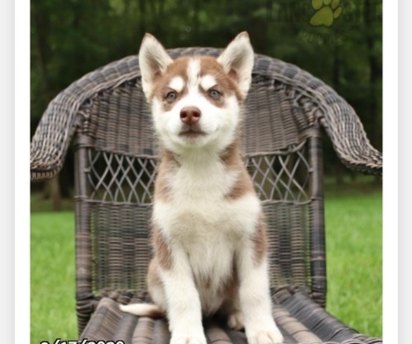 Medium Photo #1 Siberian Husky Puppy For Sale in BOWIE, MD, USA