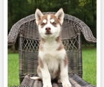 Small Photo #1 Siberian Husky Puppy For Sale in BOWIE, MD, USA