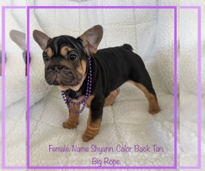 French Bulldog Puppy for sale in FORT PLAIN, NY, USA