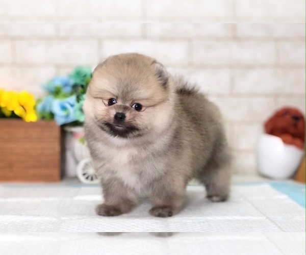 Medium Photo #3 Pomeranian Puppy For Sale in MIAMI, FL, USA