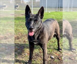 Mutt Dogs for adoption in Conroe, TX, USA