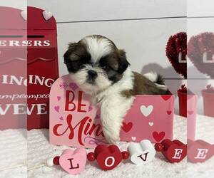 Shih Tzu Puppy for sale in JASONVILLE, IN, USA