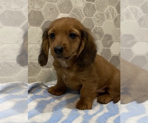 Dachshund Puppy for sale in CANOGA, NY, USA