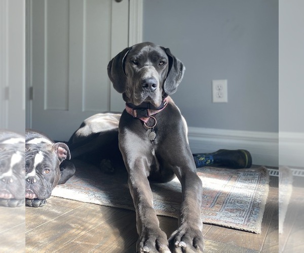 Medium Photo #1 Great Dane Puppy For Sale in ADA, MI, USA