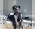 Small Photo #1 Great Dane Puppy For Sale in ADA, MI, USA