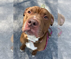 Mutt Dogs for adoption in Jackson , NJ, USA