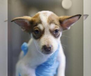 VENUS - Female Siberian Husky-Unknown Mix Dog for Adoption - Photo #2