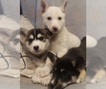 Small Photo #30 German Shepherd Dog-Siberian Husky Mix Puppy For Sale in SAINT MARYS, KS, USA