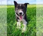 Small #5 Border Collie