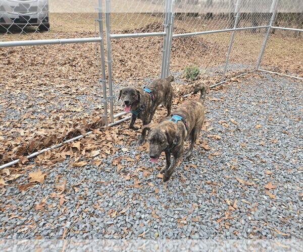 Medium Photo #3 Holland Shepherd-Plott Hound Mix Puppy For Sale in Albemarle, NC, USA