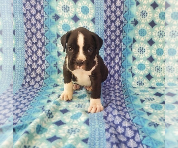 Medium Photo #2 Boxer Puppy For Sale in PINE CITY, MN, USA