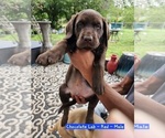 Small #4 Labrador Retriever
