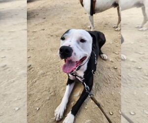 Valentino - Male Staffordshire Bull Terrier-Unknown Mix Dog for Adoption - Photo #3