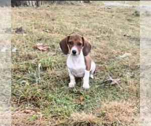 Dachshund Puppy for sale in ROWLEY, MA, USA