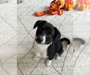 Chi-Corgi Dogs for adoption in Omaha, NE, USA