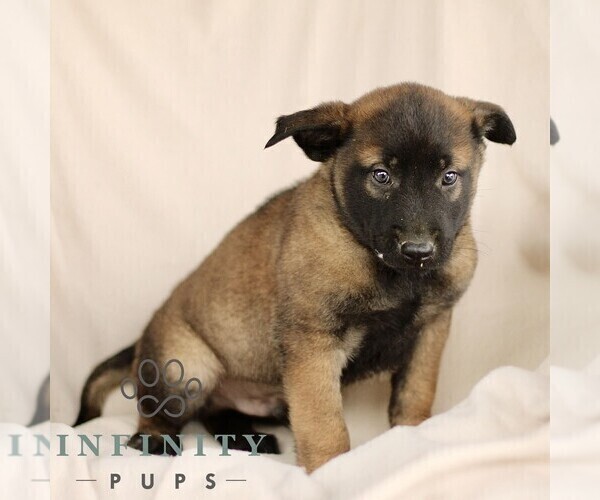 Medium Photo #6 Belgian Malinois Puppy For Sale in RONKS, PA, USA