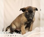 Small #5 Belgian Malinois