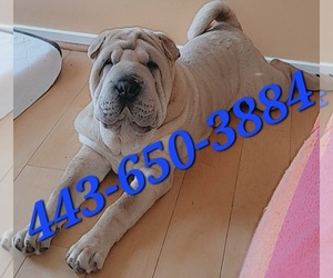 Chinese Shar-Pei Puppy for sale in BALTIMORE, MD, USA