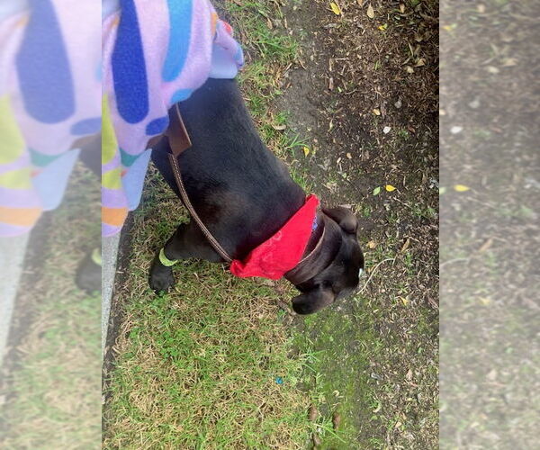 Medium Photo #10 American Staffordshire Terrier-Unknown Mix Puppy For Sale in Lake Forest, CA, USA