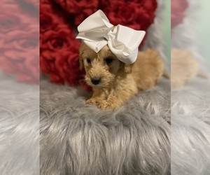 Goldendoodle-Poodle (Standard) Mix Puppy for sale in BEECH GROVE, IN, USA