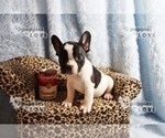 Small Photo #7 French Bulldog Puppy For Sale in SANGER, TX, USA