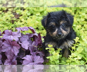 YorkiePoo Puppy for sale in ELDORADO, OH, USA