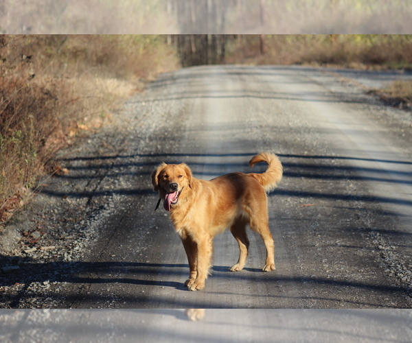 Medium Photo #1 Golden Retriever Puppy For Sale in MIDDLEBURG, PA, USA