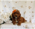 Small Photo #6 Cavapoo Puppy For Sale in NEW PROVIDENCE, PA, USA