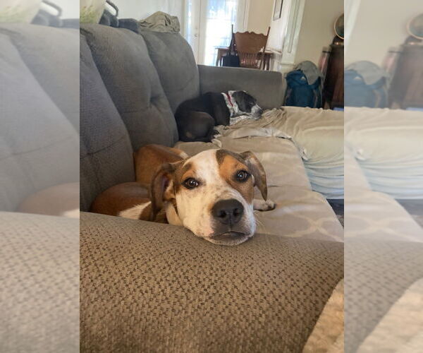 Medium Photo #7 Beagle-Unknown Mix Puppy For Sale in Claremore, OK, USA