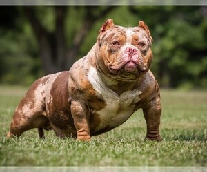 Father of the American Bully puppies born on 04/23/2025