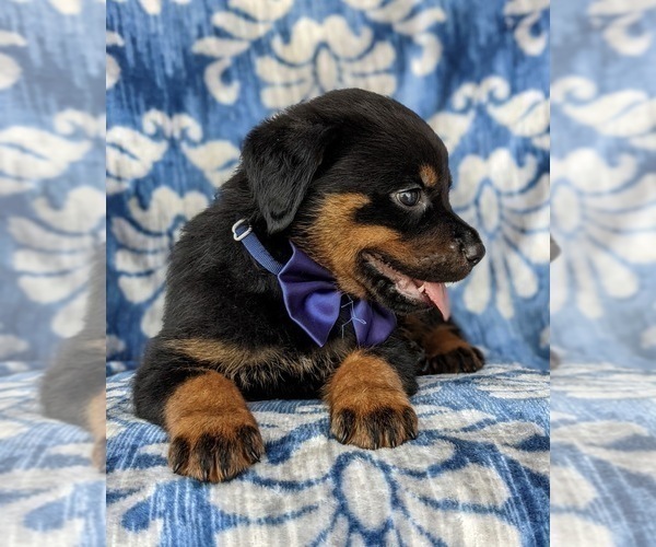 Medium Photo #6 Rottweiler Puppy For Sale in GLEN ROCK, PA, USA