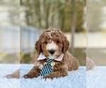 Small Photo #8 Goldendoodle (Miniature) Puppy For Sale in FROSTPROOF, FL, USA