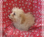 Small #4 Cavachon