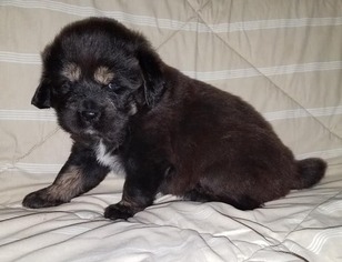 Tibetan Mastiff Puppy for sale in MIDDLEFIELD, OH, USA