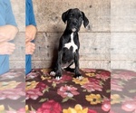Small #11 Boxer