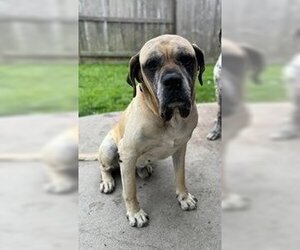 Mastiff Dogs for adoption in Edmond, OK, USA