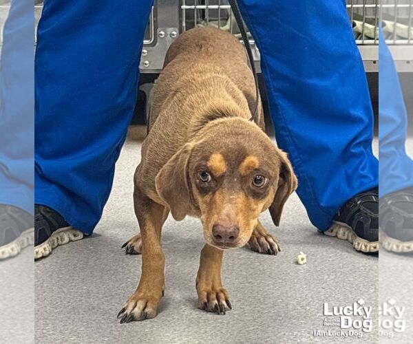 Medium Photo #2 Australian Shepherd-Beagle Mix Puppy For Sale in Washington, DC, USA