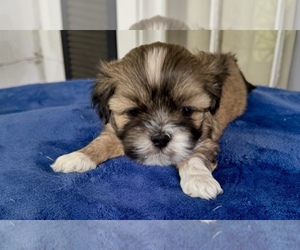 Lhasa Apso Litter for sale in JACKSON, MS, USA