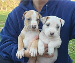 Small #3 American Pit Bull Terrier-Catahoula Leopard Dog Mix