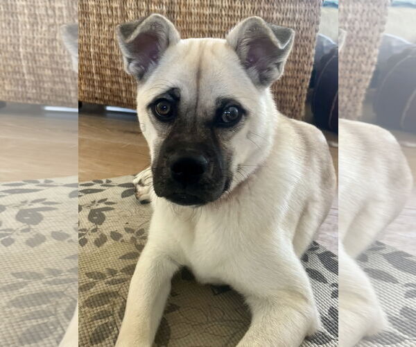 Medium Photo #6 Pug-Shiba Inu Mix Puppy For Sale in Dana Point, CA, USA