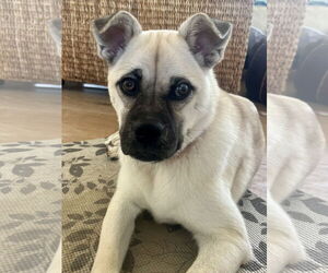 Pippa - Female Pug-Shiba Inu Mix Dog for Adoption - Photo #6