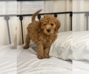 Goldendoodle (Miniature) Puppy for sale in LOS ANGELES, CA, USA