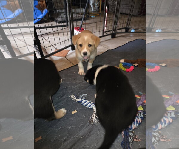 Medium Photo #4 Border Collie-Unknown Mix Puppy For Sale in Garden City, NY, USA