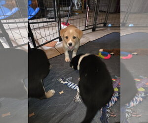 Stark - Female Border Collie-Unknown Mix Dog for Adoption - Photo #4