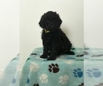 Small Photo #21 Poodle (Standard) Puppy For Sale in ELMWOOD, WI, USA