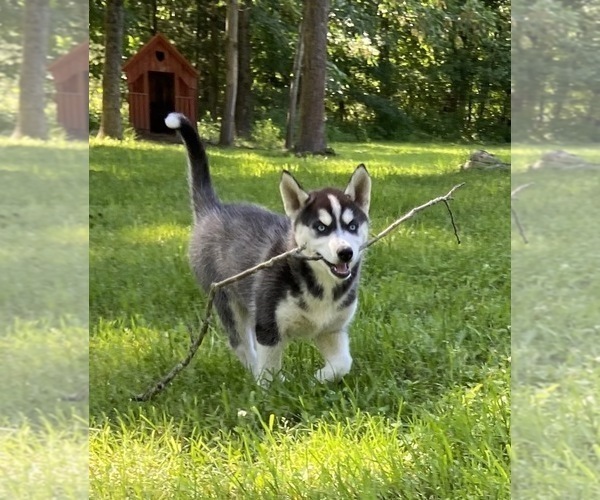 Full screen Photo #1 Siberian Husky Puppy For Sale in BERNHARDS BAY, NY, USA
