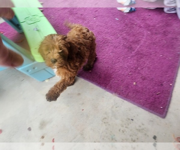 Medium Photo #13 Goldendoodle Puppy For Sale in SAN TAN VALLEY, AZ, USA