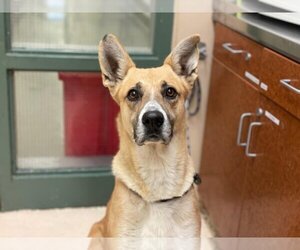 Carolina Dog-Unknown Mix Dogs for adoption in Rancho Cucamonga, CA, USA