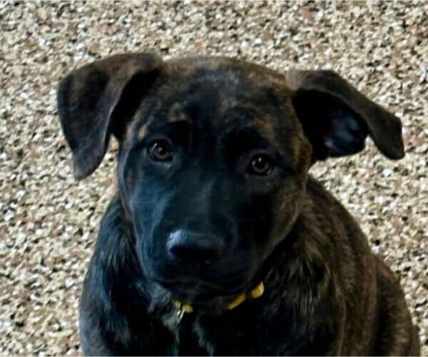 Medium Photo #1 German Shepherd Dog-Unknown Mix Puppy For Sale in Canton, CT, USA