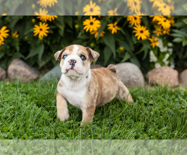 Medium Photo #3 English Bulldog Puppy For Sale in BOURBON, IN, USA